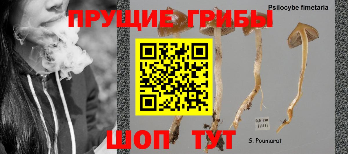 Псилоцибиновые грибы Cubensis Сургут